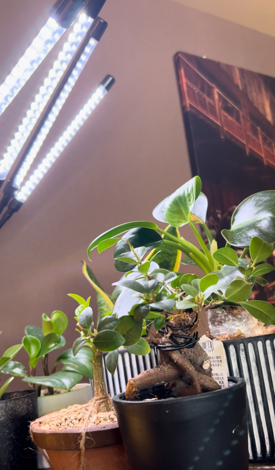 4灯タイプ植物育成LEDライト